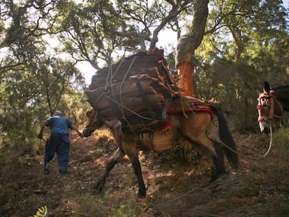 Recogida del corcho en el Parque Natural de los Alcornocales, Jimena de la Frontera, Cádiz