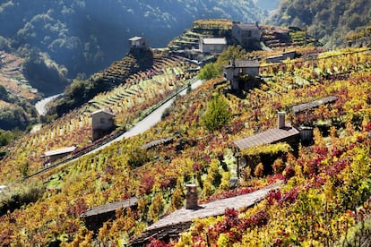 Entre Lugo y Ourense, irrumpe la Ribeira Sacra, con sus tradicionales bancadas de viñedos sobre el río Miño.