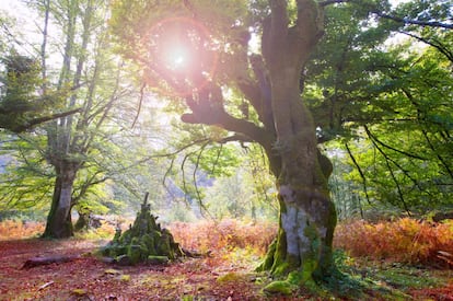 El sol se filtra entre los árboles de la Selva de Irati, en Navarra, a la que se puede acceder desde Ochagavía, al este, o desde el pueblo de Orbaizeta por el oeste.