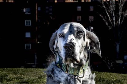 Laika, en un parque del distrito de Vallecas (Madrid).