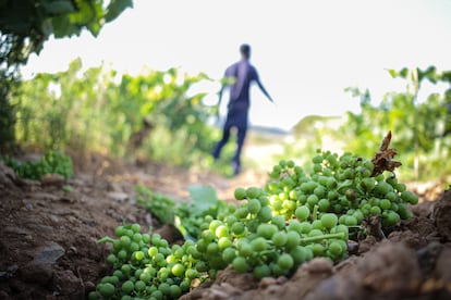 Racimos de uvas tirados por los trabajadores de un viñedo en Murillo de Río Leza (La Rioja), a principios de julio.
