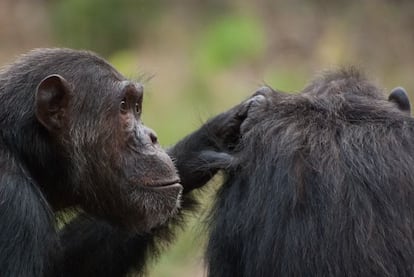 Los chimpanc&eacute;s machos optan por la coerci&oacute;n sexual para ser padres.