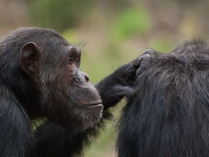 Los chimpanc&eacute;s machos optan por la coerci&oacute;n sexual para ser padres.