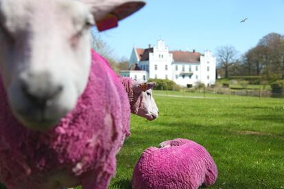 Que seis ovejas pasten en el césped de un jardín de esculturas puede extrañar. Pero la cosa cambia si su lana está teñida de fucsia. Este verano, la fundación Wanas, al sur de Suecia, ha añadido a sus 70 obras de prestigiosos creadores un rebaño que ha pasado por las manos del artista danés Henrik Plenge Jakobsen. Rememora a las ovejas de La Aldea de la Reina, granja de recreo en los jardines de Versalles donde María Antonieta (1755–1793) disfrutaba de una vida campestre en una suerte de artificioso aplebeyamiento. Sus ovejas, además de pintadas de rosa, estaban aseadas y perfumadas. El grupo escultórico andante, que pastará hasta octubre, se titula Si no tienen pan, que coman pasteles, una frase erróneamente atribuida a la reina que se convirtió, en vísperas de la Revolución Francesa, en símbolo del radical desconocimiento de los monarcas sobre la precariedad de sus súbditos.