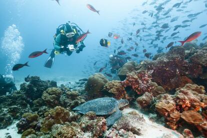 Un submarinista en aguas de las Galápagos.