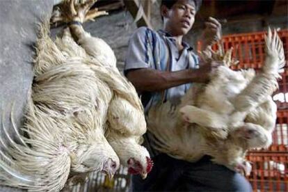 Un matadero de aves en Yakarta, Indonesia.