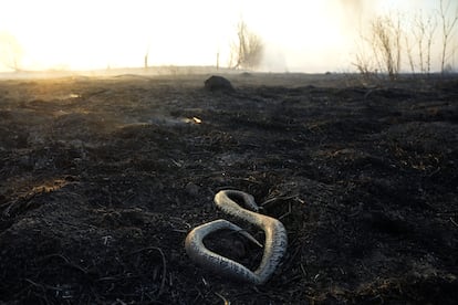 Una serpiente yace muerta sobre el suelo quemado de un humedal en el delta del río Paraná, en la provincia de Entre Ríos (Argentina)