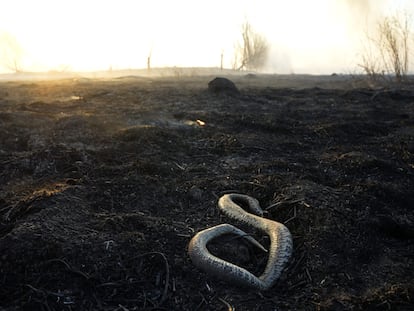 Una serpiente yace muerta sobre el suelo quemado de un humedal en el delta del río Paraná, en la provincia de Entre Ríos (Argentina)