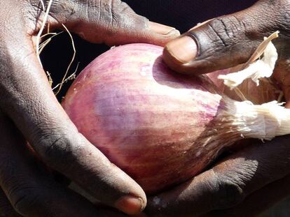 Un joven recoge una cebolla en una granja agropastoral de Senegal.