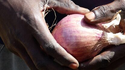 Un joven recoge una cebolla en una granja agropastoral de Senegal.