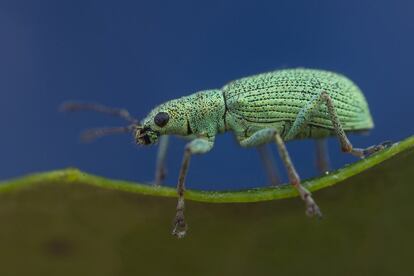 Gorgojo (Polydrusus sp.) fotografiado sobre un chopo. Madrid, España.