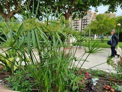 Una planta de paragüitas en el Parque Miguel Servet de Huesca.