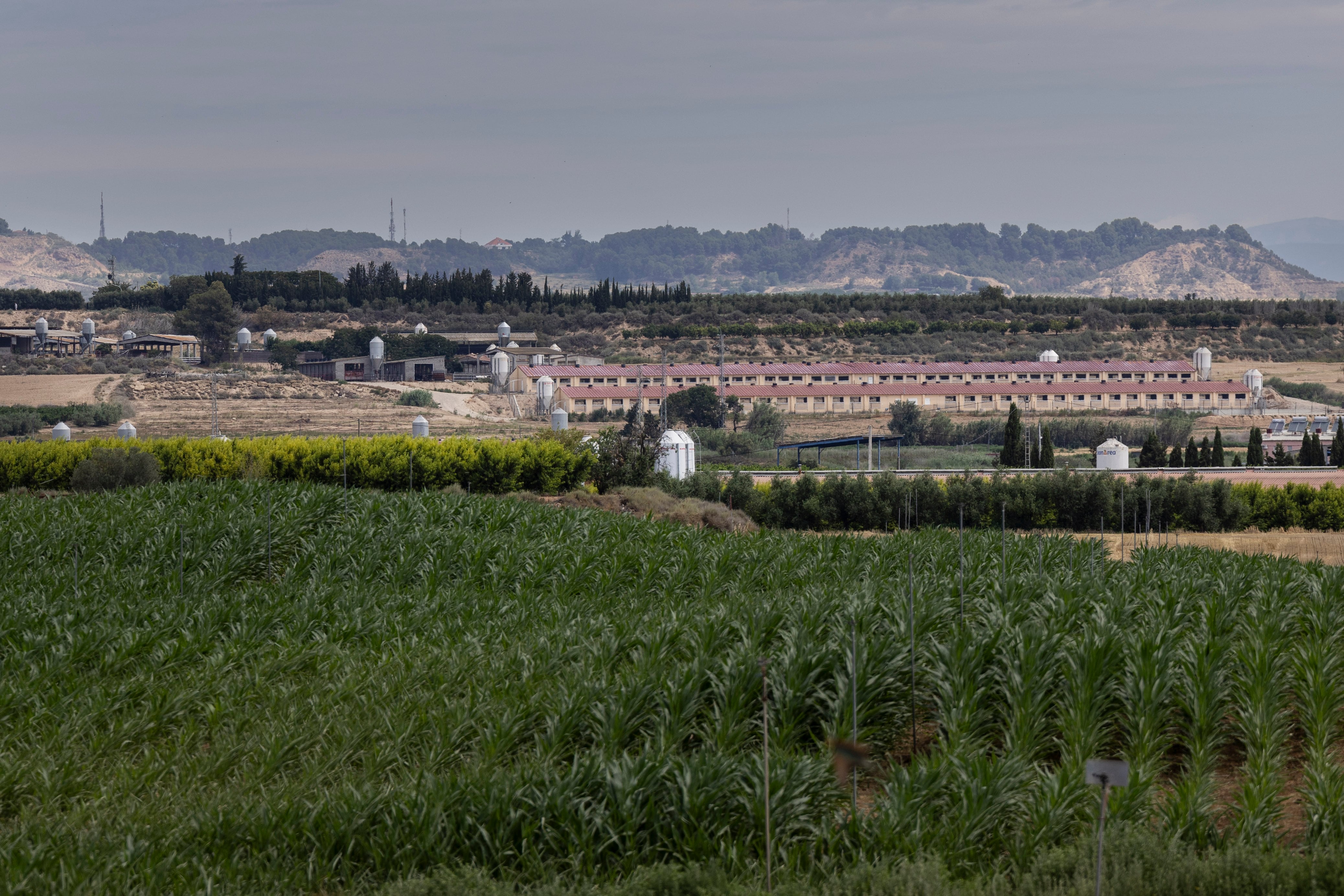 Granja de cerdos en LLeida, en la zona de Alcarràs, donde existe la mayor concentración de cría en España.