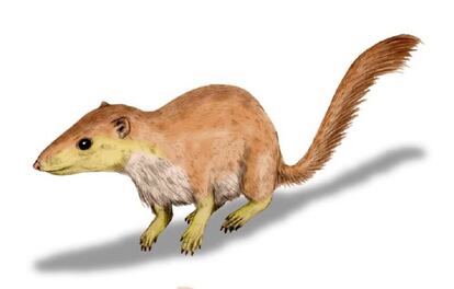 'Purgatorius unio', un ejemplo de mamífero que vivió antes de la extinción de los dinosaurios