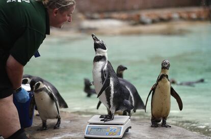 Una trabajadora durante el pesaje de los pingüinos en el Zoo de Londres (Reino Unido).