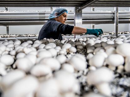 El gasto en equipamiento de las empresas ha ido recuperándose, pero sin alcanzar todavía los valores anteriores a la crisis sanitaria. En la imagen, una planta de producción de champiñones en Navarra.