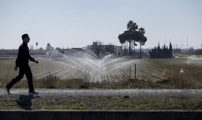 Cultivo de regad&iacute;o en la localidad sevillana de Los Palacios. 