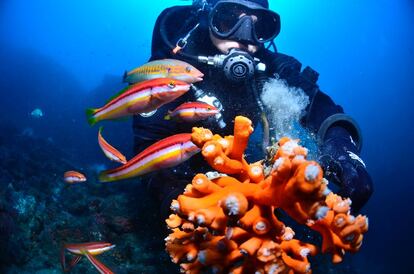 Eliminación de partes necrosadas de la colonia asistida por los peces.