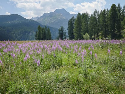 Vistas del paisaje clásico de Sils en verano.