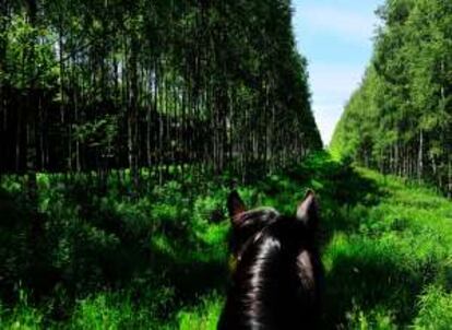 Paseo a caballo en el parque nacional de Bialowieski.