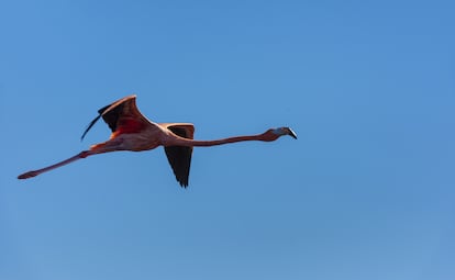 Pero los turistas siguen llegando a disfrutar de la naturaleza. Una de las estrellas son los flamencos rosados como este que vuela sobre la Reserva de la Biosfera de la Ría de Celestún.