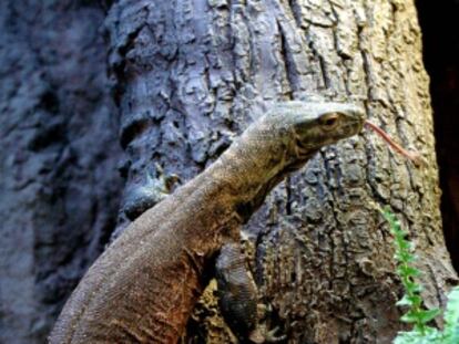 Uno de los dos dragones de Komodo, los mayores lagartos del mundo, originarios de Indonesia.
