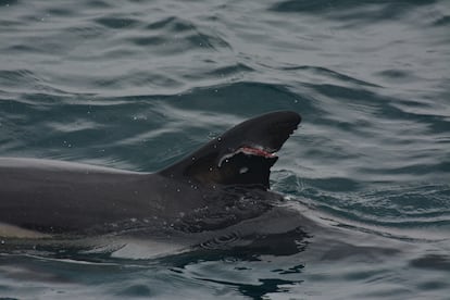 Laceraciones causadas por sedales de 'popping' en un delfín común