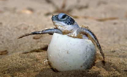 “Mesmo que as tartarugas marinhas tenham evoluído nos oceanos de todo o mundo por mais de 100 milhões de anos e sobrevivido às mudanças climáticas do passado de maneira notável, a velocidade do aquecimento atual é motivo importante de preocupação”, afirma o relatório da WWF. A temperatura tem um papel fundamental em todas as etapas da vida da tartaruga marinha: seu sexo é determinado pela temperatura da incubação dos ovos enterrados na areia da praia, de modo que um pequeno aumento da temperatura pode alterar seriamente a proporção dos sexos a favor das fêmeas. Além disso, tempestades mais violetas significarão a destruição de importantes praias de nidificação de muitos ovos.