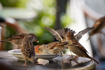 Gorriones comiendo restos de un plato de comida en una terraza de un bar en Europa.