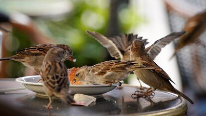 Gorriones comiendo restos de un plato de comida en una terraza de un bar en Europa.