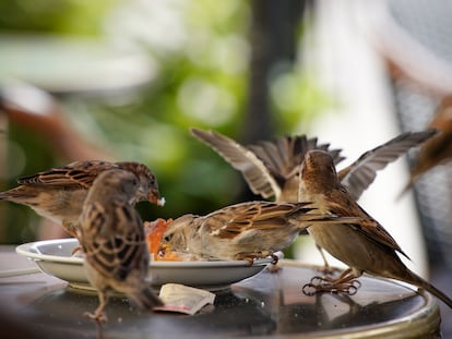 Gorriones comiendo restos de un plato de comida en una terraza de un bar en Europa.