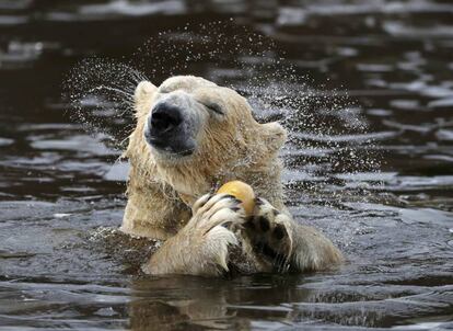Un oso polar se sacude el agua mientras sale de un estanque helado en el Highland Wildlife Park en Kincraig, Escocia.
