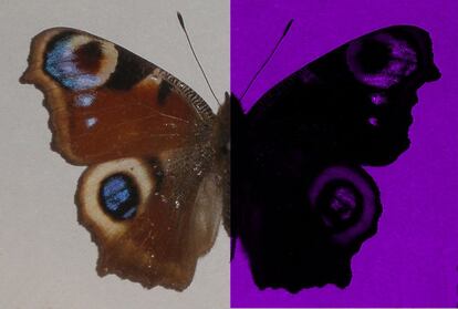 En el lado izquierda, una mariposa a los ojos de un humano. En el derecho, cómo se ve una mariposa ante una luz ultravioleta que sí pueden ver estos insectos, un 'color oculto' para el hombre.