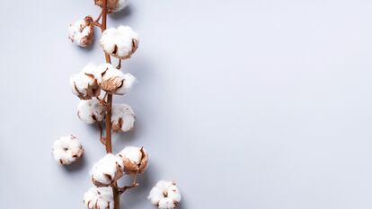 El tipo de algodón importa: apostar por modelos más sostenibles contribuye a minimizar el impacto de la moda en el planeta