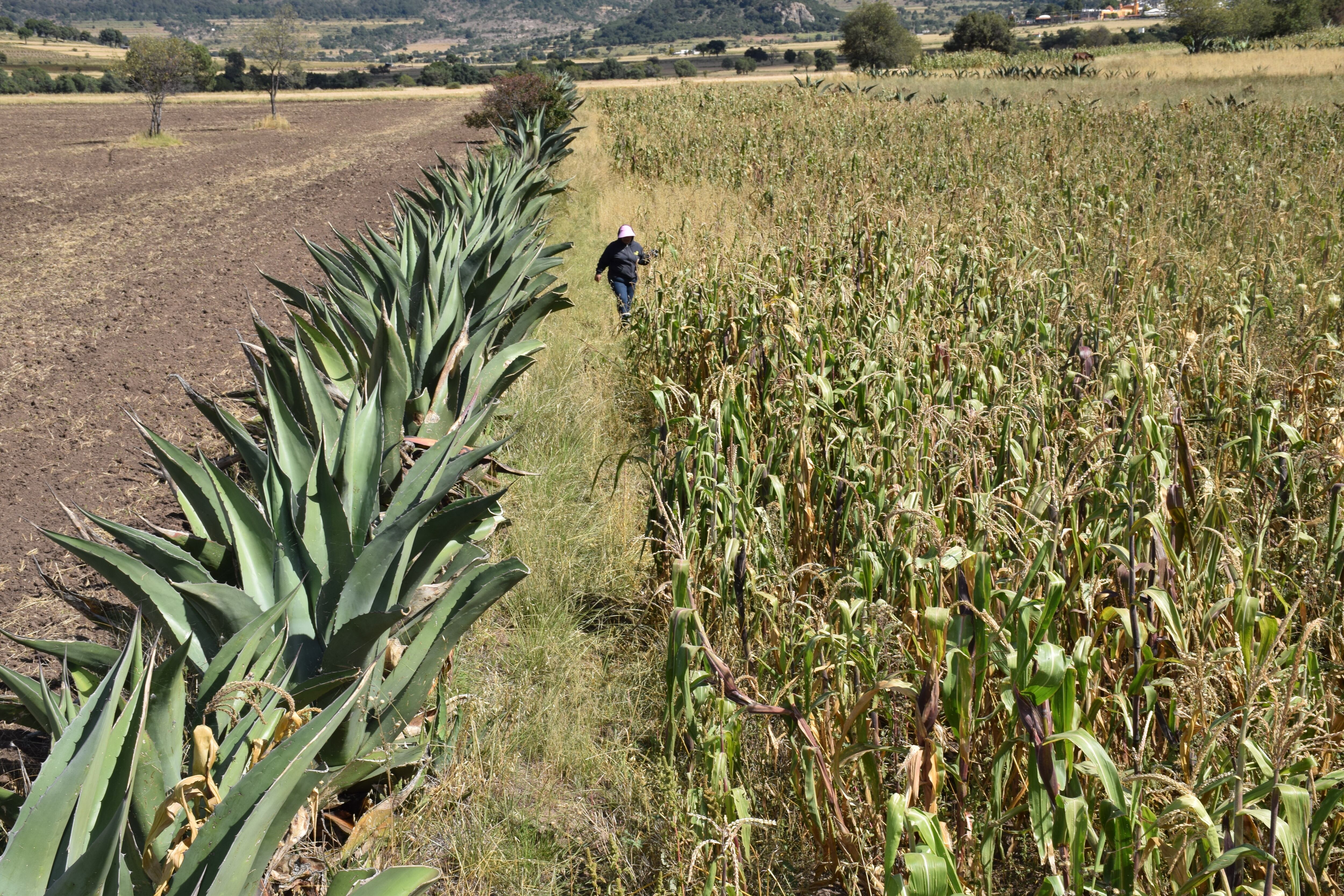 El metepantle mexicano y el mate a la sombra de Paraná, patrimonio agrícola de la humanidad