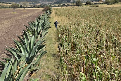 Metepantle en oaxaca