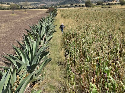Una campesina atraviesa un sistema metepantle en el Estado de Tlaxcala, México.