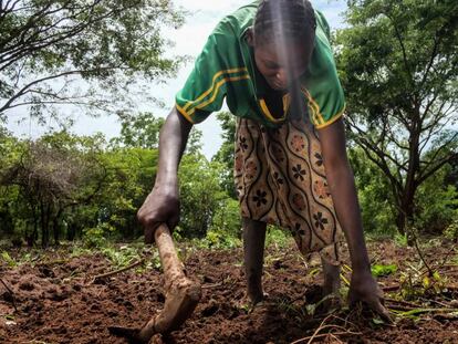 Agnes Yassinodka, trabaja en el campo en Makangue, República Centroafricana, en abril de 2016.