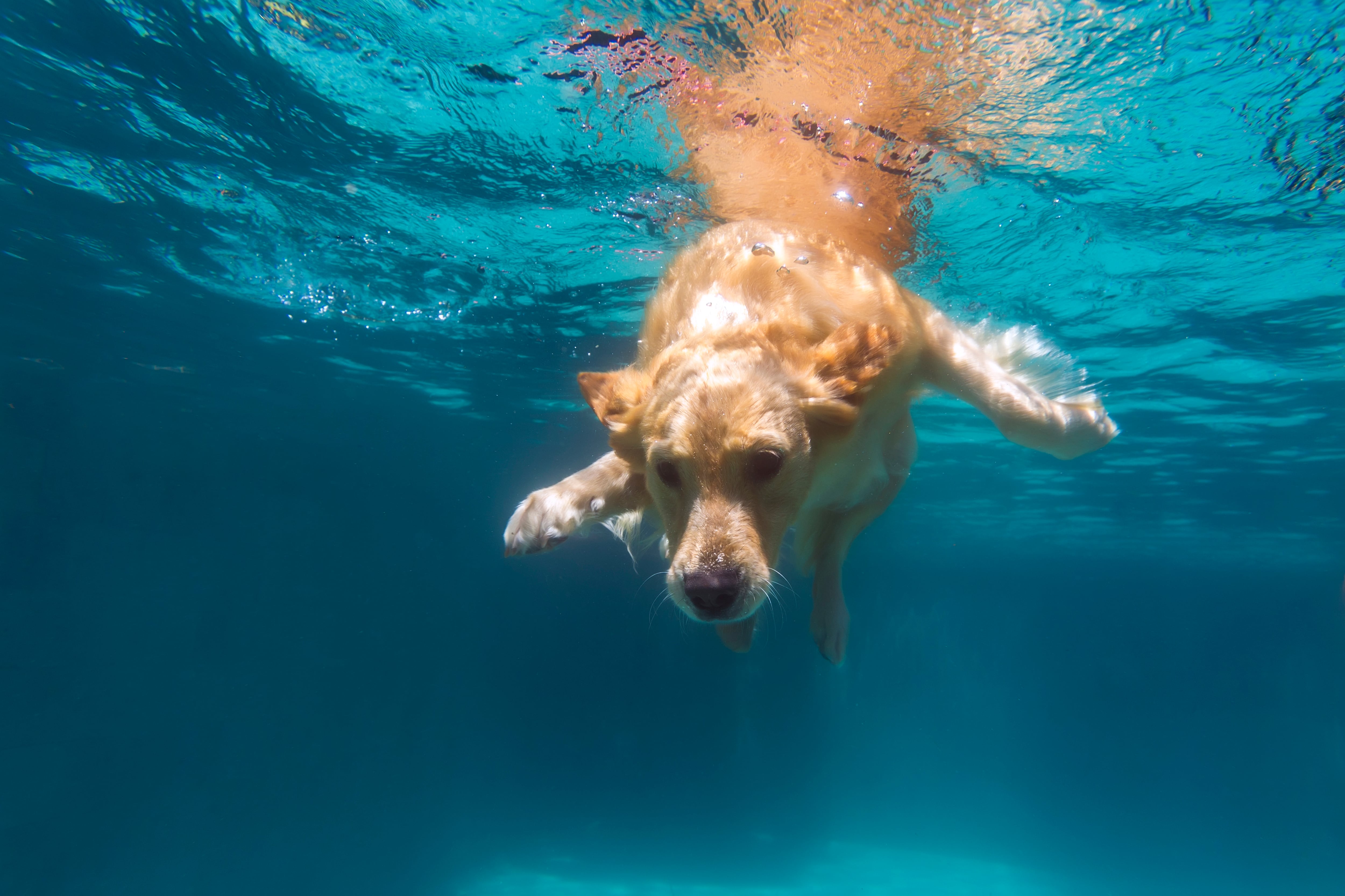 ¡Al agua, perros!, las razas más acuáticas y cómo tener un baño seguro en verano 