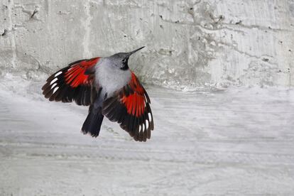El ave del año 2025. En la votación anual para llamar la atención sobre un ave de SEO BirdLife, este año ha ganado el treparriscos, una de las especies más llamativas de la avifauna española. Gracias a la discreta coloración de su cuerpo pasa inadvertido, hasta que levanta el vuelo con sus alas de color bermellón. En España su población (unos 1.800) está muy fragmentada, y se centra en la cordillera Cantábrica y los Pirineos.