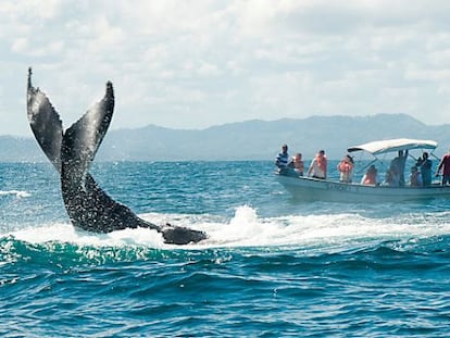 La cola de una ballena jorobada emerge frente a una barca de turistas en la bahía de Sanamá (República Dominicana).