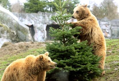 Dos osos pardos inspeccionan el árbol de Navidad que han encontrado en su hábitat en el zoo de Gelsenkirchen (Alemania).