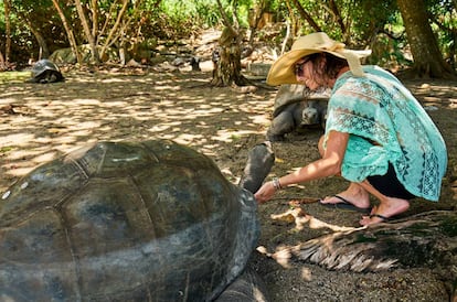 Una turista acaricia a una tortuga gigante de Aldabra ('Aldabrachelys gigantea') en la isla de Curiesue, cerca de Praslín, en Seychelles.