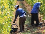 Vendimia en el Chateau de Monbazillac, en Dordogne (Francia).