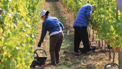 Dos viticultores durante la vendimia en Francia