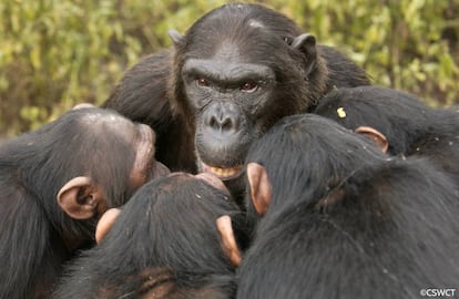 Chimpancés en torno a un macho dominante.