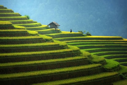 Verdes terrazas de arrozales en la comarca de Mu Cang Chai, al noroeste de Vietnam.