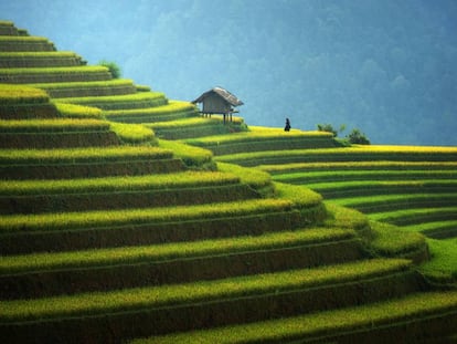 Verdes terrazas de arrozales en la comarca de Mu Cang Chai, al noroeste de Vietnam. 