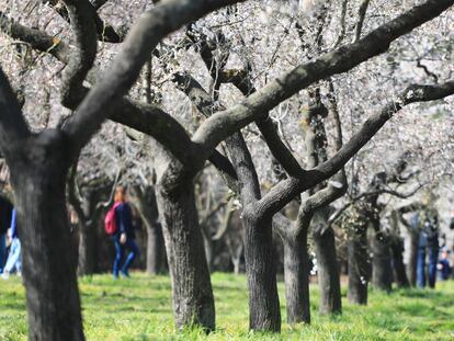 Florecer de los almendros en la Quinta de los Molinos.