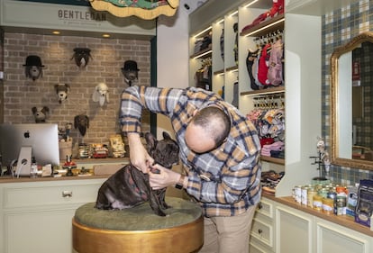 Rubén Goñi, propietario de la boutique Gentlecan, prueba una correa en la perrita Luca, un bulldog de 10 años y cliente habitual de la tienda.